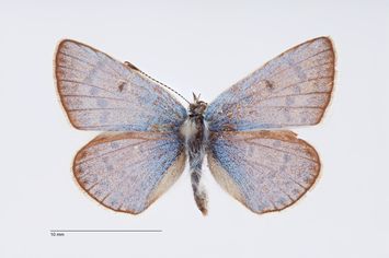 Vorschaubild Polyommatus nuksani Forster, 1937